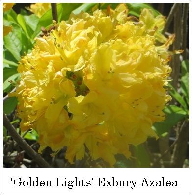 azalea golden exbury lights riggins nursery
