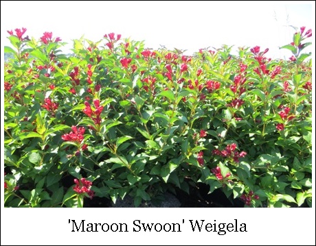 Weigela Date Night Maroon Swoon Slingco 2 Ppaf Riggins Nursery Llc