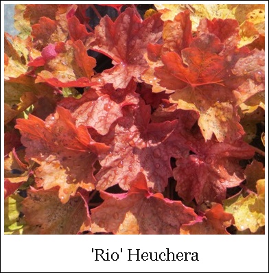 Heuchera – Rio (PP24273) – Riggins Nursery, LLC