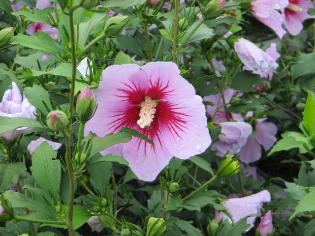 Hibiscus (Rose of Sharon) – Orchid Satin® (PP27285) – Riggins Nursery, LLC
