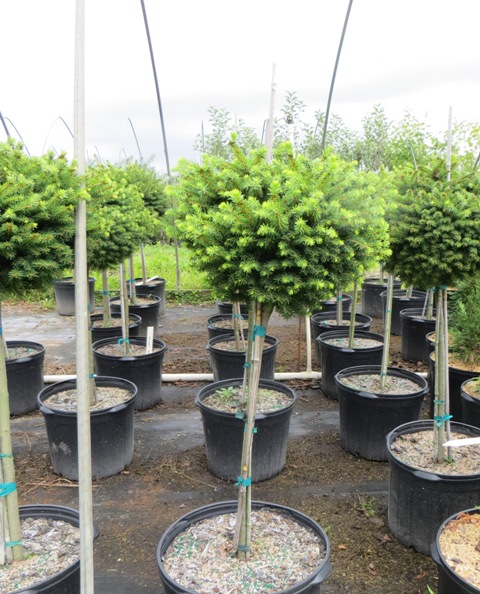 Picea – abies ‘Little Gem’ Std. (Dwarf Norway Spruce) – Riggins Nursery ...