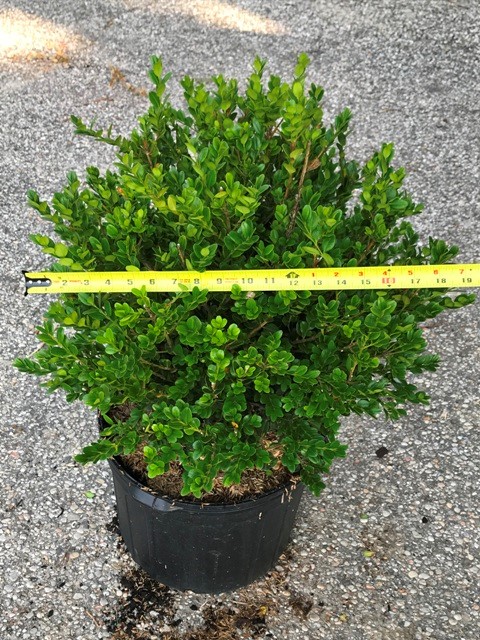 Interesting Info About Winter Gem Boxwood Growth Rate