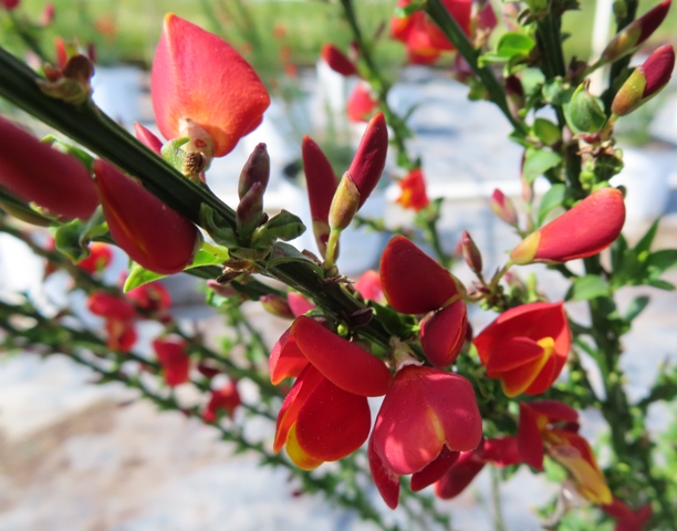 Cytisus – Sister Redhead® – Riggins Nursery, LLC